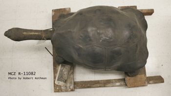 Media type: image; Herpetology R-11082